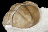 Enrolled Asaphus Expansus Trilobite - Russia #125676-5